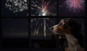 Un fármaco para que los perros no pasen miedo con los fuegos artificiales