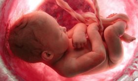 Estudio indica que el COVID-19 causaría inflamación fetal, incluso en ausencia de infección placentaria