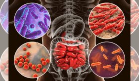 Las especies del microbioma intestinal predicen la diabetes tipo 2, indica estudio