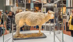 Logran rejuvenecer 30 a&ntilde;os las c&eacute;lulas de la piel de una mujer con tecnolog&iacute;a de la oveja Dolly