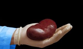 Desarrollan riñón artificial para detectar la toxicidad de los fármacos antes de administrarlos