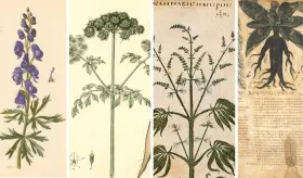 Los peligrosos remedios que existían en la antigüedad para aliviar el dolor antes de la anestesia