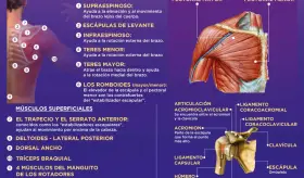 El hombro - Infografía