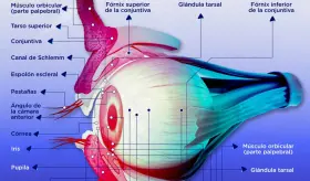 Anatomía del ojo - Infografía