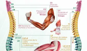 La columna y su control en algunos músculos - Infografía