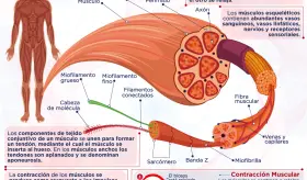 Sistema muscular - Infografía