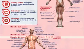 Sistema muscular - Infografía