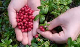 Productos de arándanos rojos pueden prevenir infecciones del tracto urinario en mujeres y niños