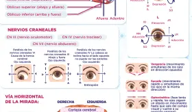 Movimientos oculares | Infografía