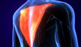 ¿Qué es el músculo trapecio? Causas de su dolor y estiramientos para tratarlo