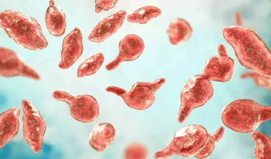 Así es el micoplasma genital, la silenciosa Enfermedad de Transmisión Sexual