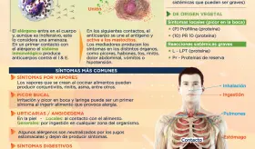 Así funciona las alergias alimentarias | Infografía