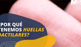 &iquest;Por qu&eacute; tenemos huellas dactilares? - #ExclusivoMSP