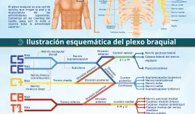 Plexo braquial | Infografía