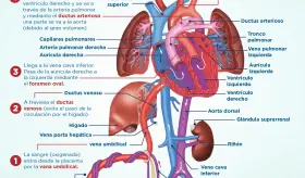 Circulación fetal | Infografía