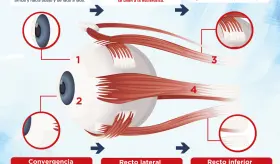 El ojo humano | Infografía