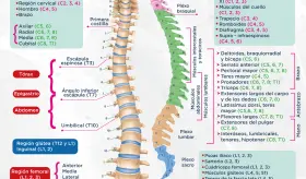 Funciones motoras y sensoriales de la columna vertebral | Infografía