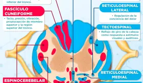 Vías medulares | Infografía