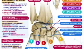 Articulaciones de la mano | Infografía