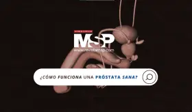 ¿Cómo funciona una próstata sana?