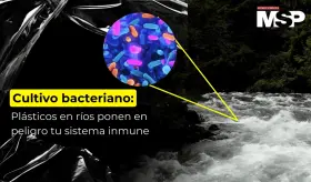 Cultivo bacteriano y los plásticos en ríos que ponen en peligro el sistema inmune - #EspecialMSP