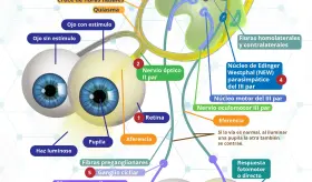 Vía pupilar | Infografía
