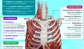 Músculos respiratorios | Infografía