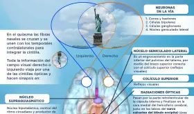 Vía óptica | Infografía