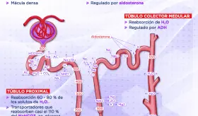 Fisiopatología renal | Infografía