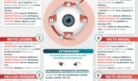 Músculos oculares | Infografía