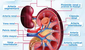 Anatomía del riñón | Infografía