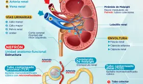 Sistema urinario | Infografía