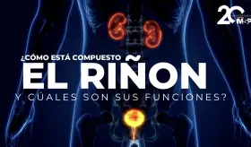 Día Mundial del Riñón: ¿Cómo está compuesto el riñón y cuáles son sus funciones? - #EspecialMSP