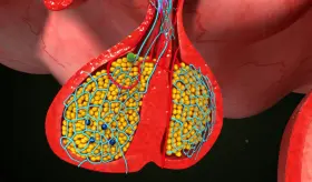 Estrés positivo o negativo: ¿Cómo reconocer el grave impacto del exceso de estrés en el organismo?