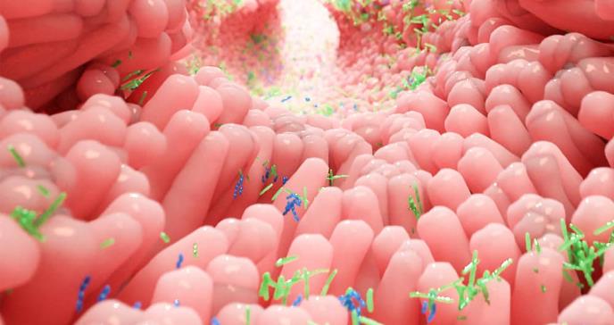 Identifican cómo microbiota intestinal es clave en la regulación de glucosa y actúa como segundo hígado