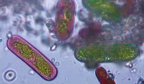 Conozca las infecciones de origen animal que podrían afectar la salud de los humanos