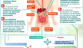Absorción de vitaminas liposolubles y solubles en el agua