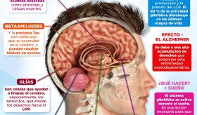 Sistema glinfático ¿Cómo el sueño purifica tu cerebro?| Infografía