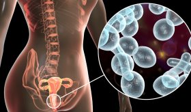 Descubren proteína que sería clave en desarrollo de nuevos antifúngicos efectivos contra candidiasis