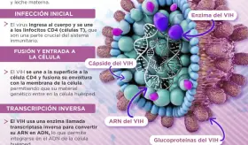 Etapas del VIH | Infografía