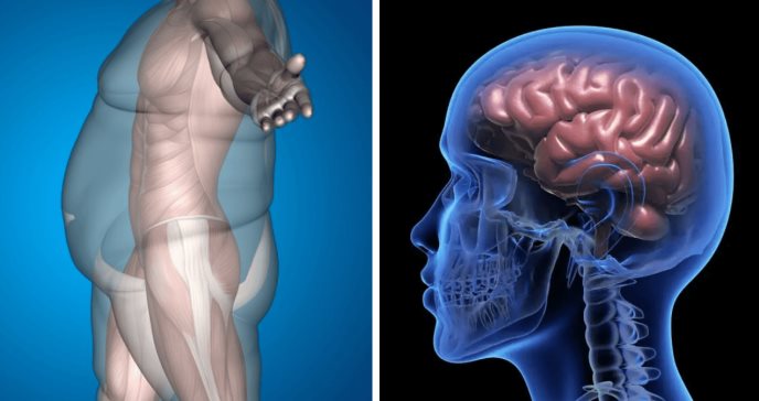 La distribución de la grasa corporal afectaría el riesgo de desarrollar Alzheimer y Parkinson