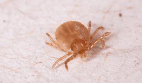 Fiebre manchada por Rickettsia rickettsii en alerta roja: ¿Por qué la OMS debe actuar ya?