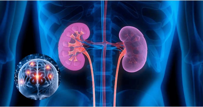 Insuficiencia renal podría provocar deterioro cognitivo y alteraciones en la actividad cerebral: estudio