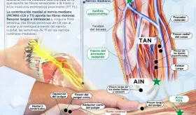 Nervio mediano | Infografía