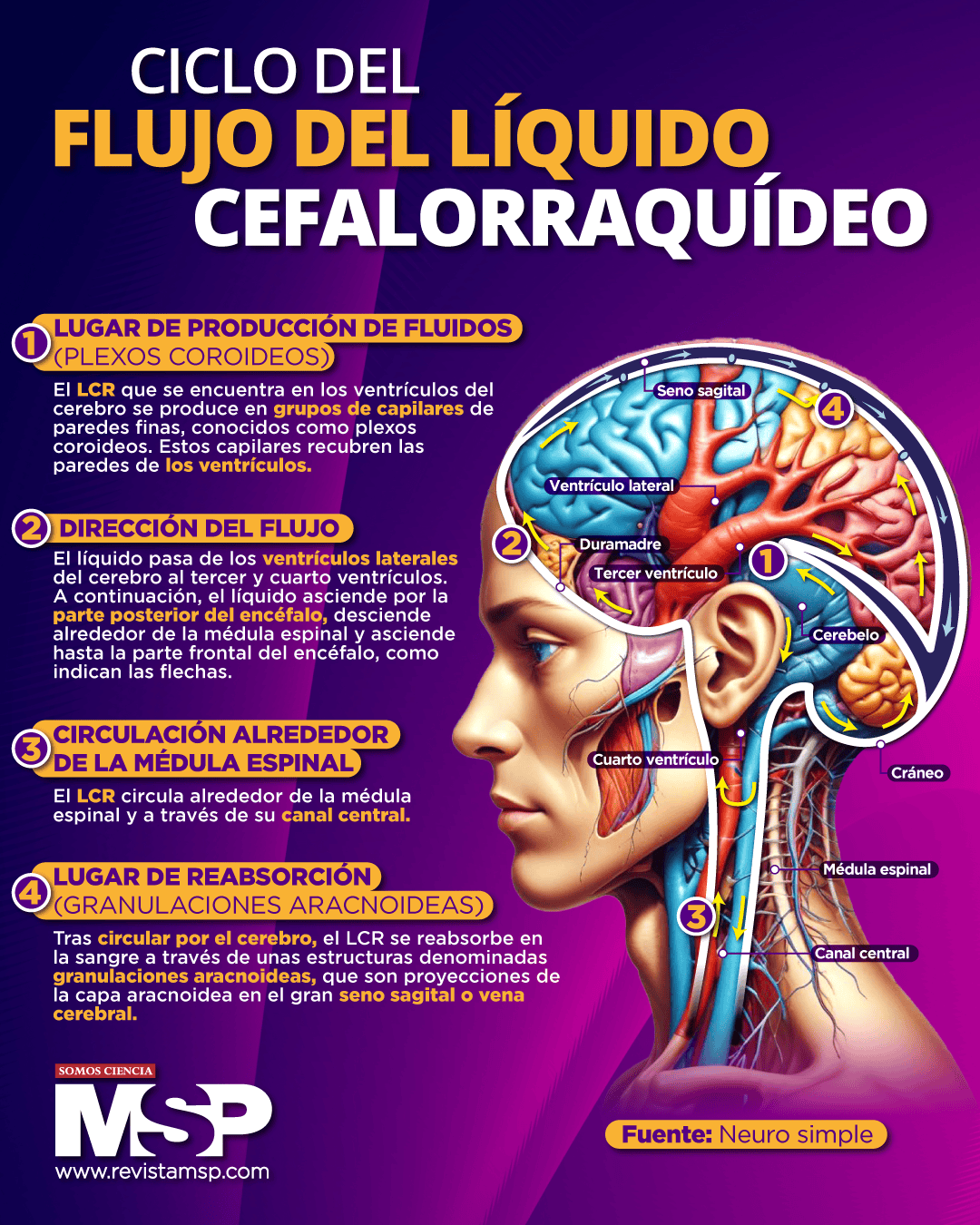 Ciclo del flujo del líquido cefalorraquídeo
