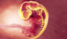 Bacteria intestinal materna Bifidobacterium breve mejora el desarrollo cerebral del feto, según estudio