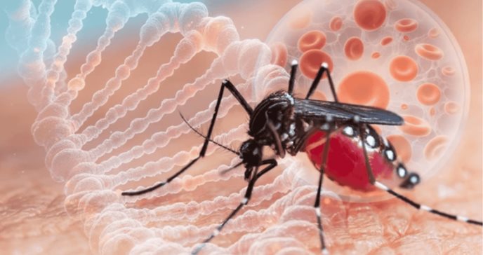 Descubren mutación genética en mosquitos vectores del dengue que los hace resistentes a insecticidas