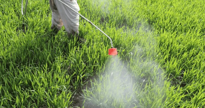 Aumenta el riesgo de cáncer asociado a la exposición a pesticidas en la agricultura 