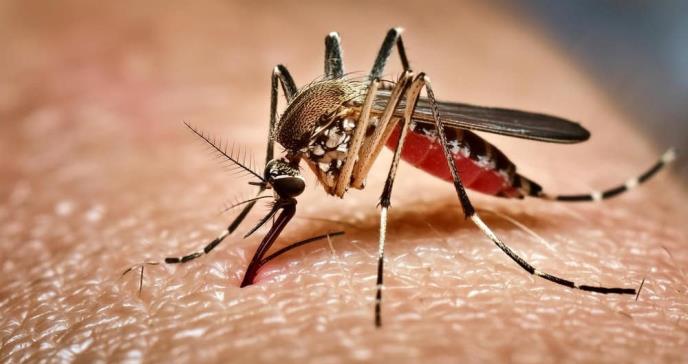 Mosquitos transmisores de dengue cada vez más resistentes a insecticidas: ¿Cómo prevenir su propagación?