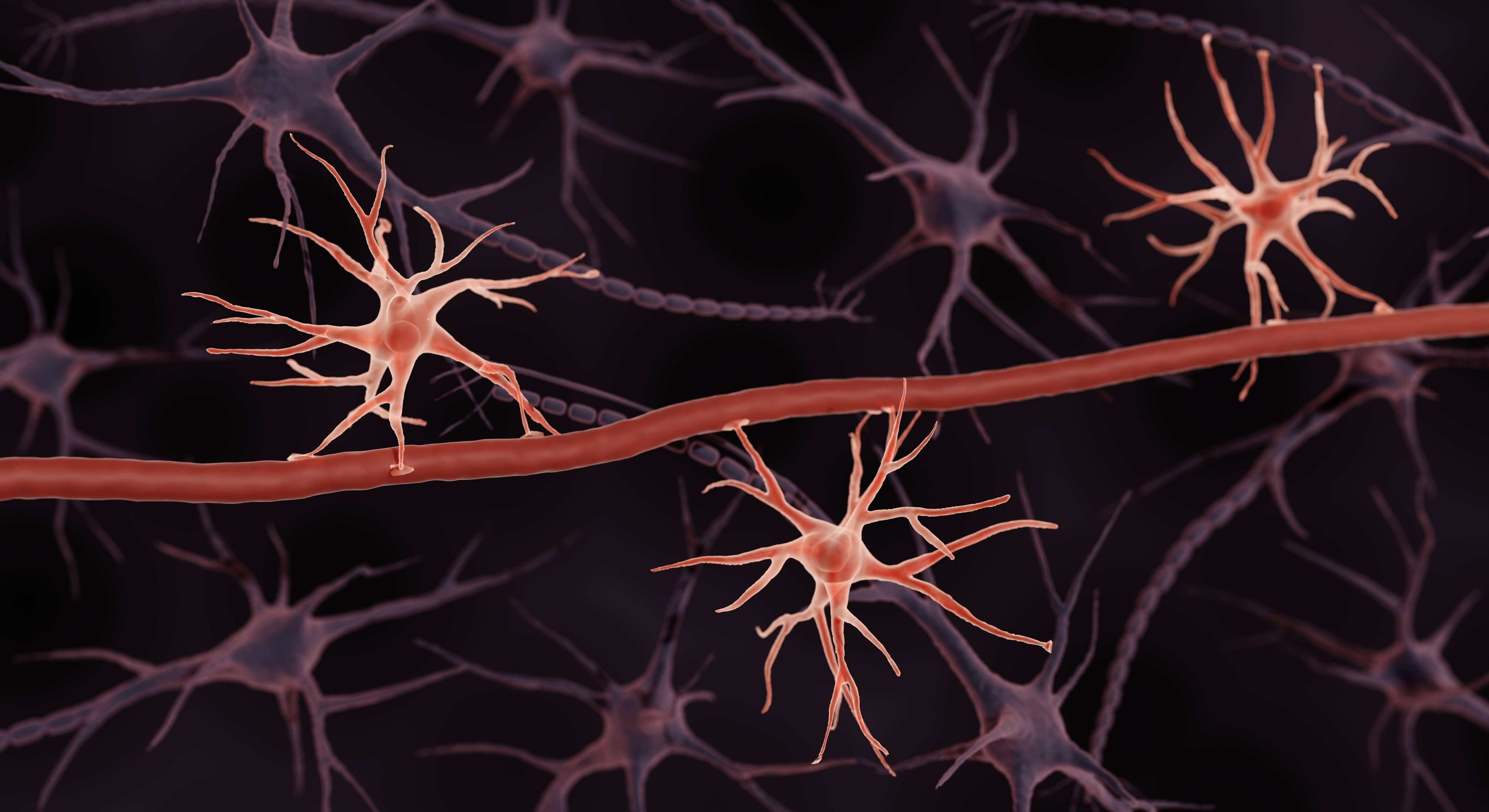 Cells that, in collaboration with neurons, regulate memory retrieval